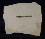 Hibolithes semisulcatus (M�NSTER 1830) - Bild &copy; FossNet FossilienStore